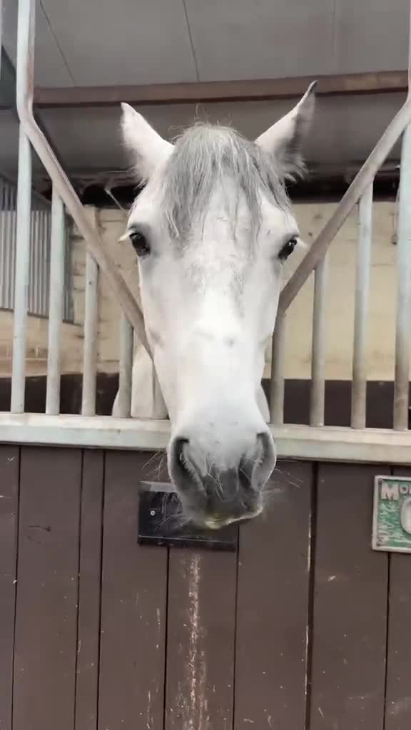 Connemara horses for sale: Project/Sold from a field  - Video 3
