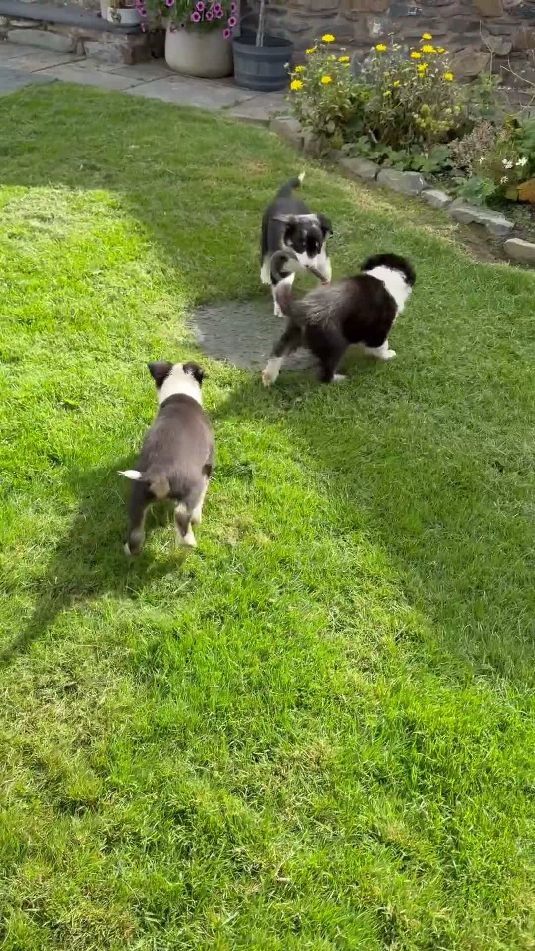 Border Collie dogs for sale: Border collie pups for sale - Video 1