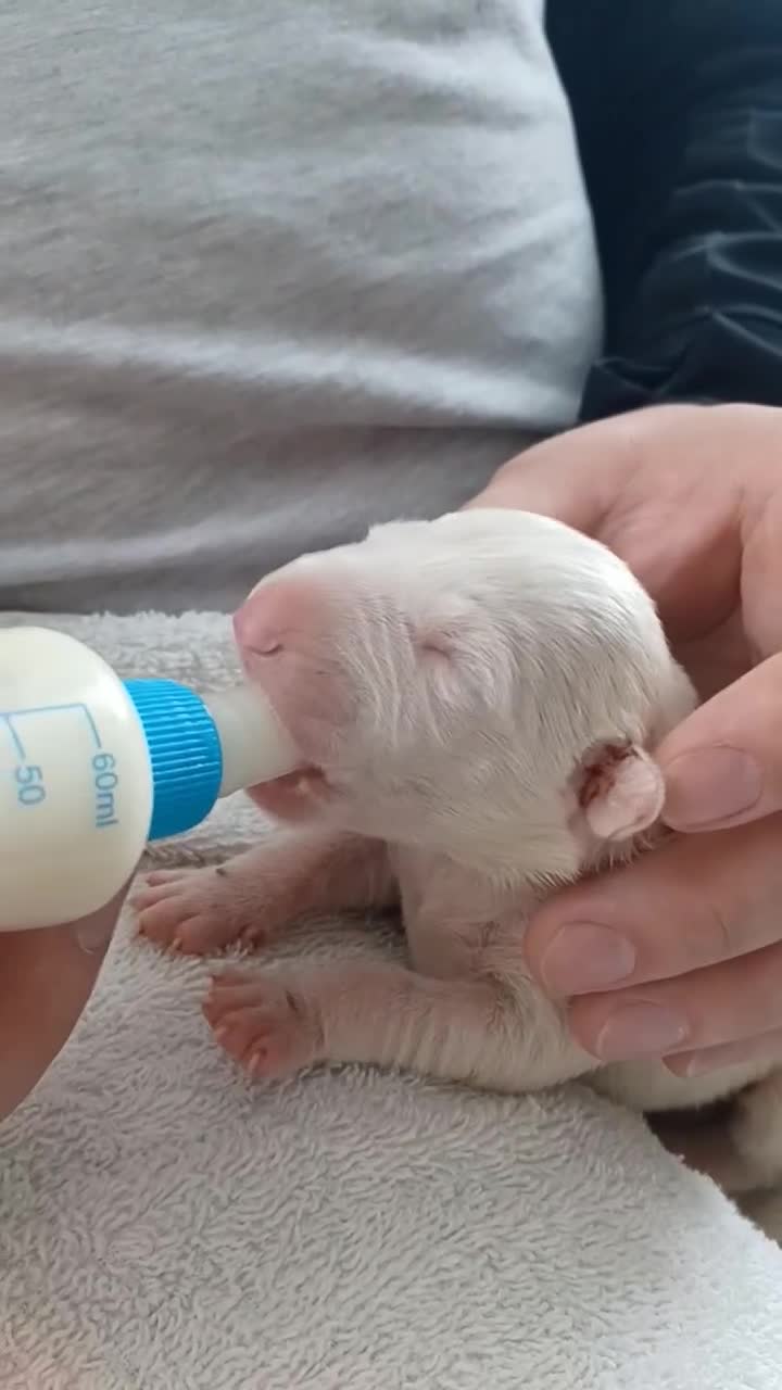English Bull Terrier dogs for sale: English Bull Terrier pups - Video 2