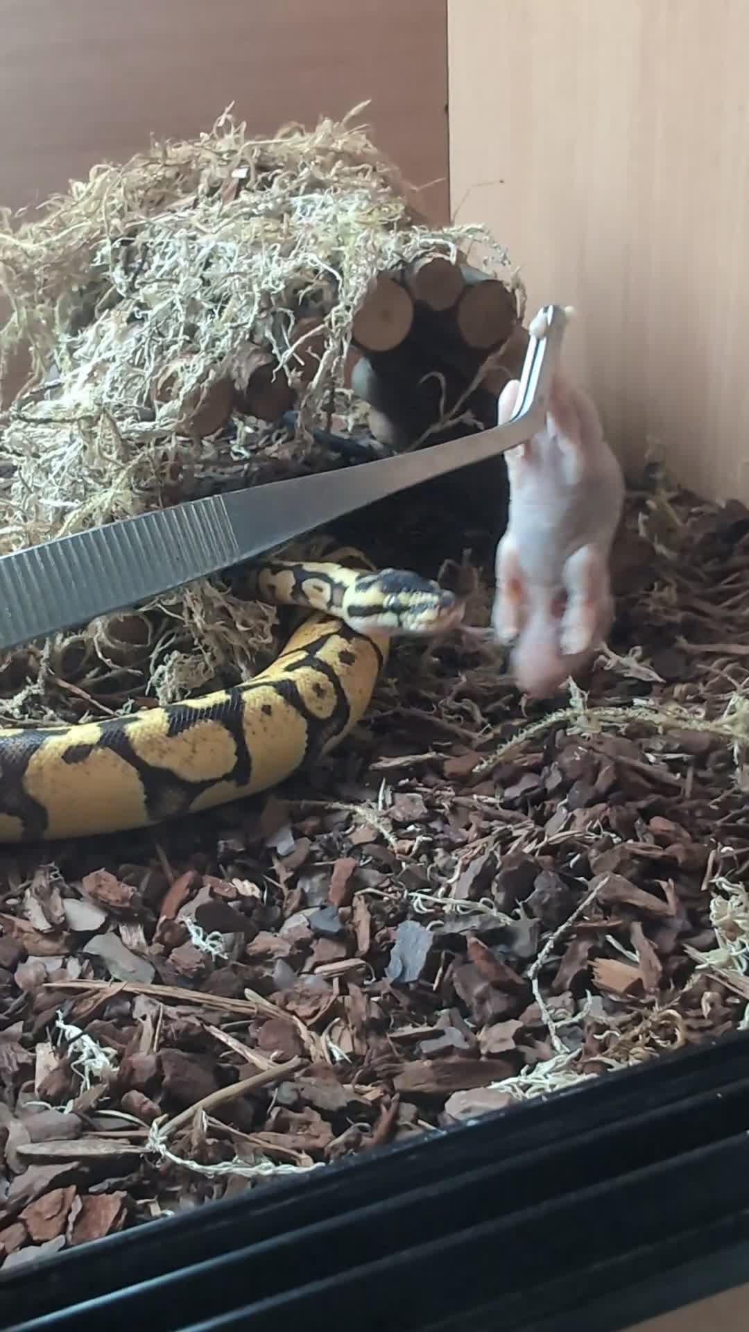 Python Snake reptiles for sale: Selling my beautiful royal python  - Video 3