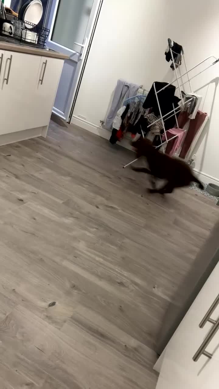 Cocker Spaniel dogs for sale: Cocker spaniel male for sale - Video 1