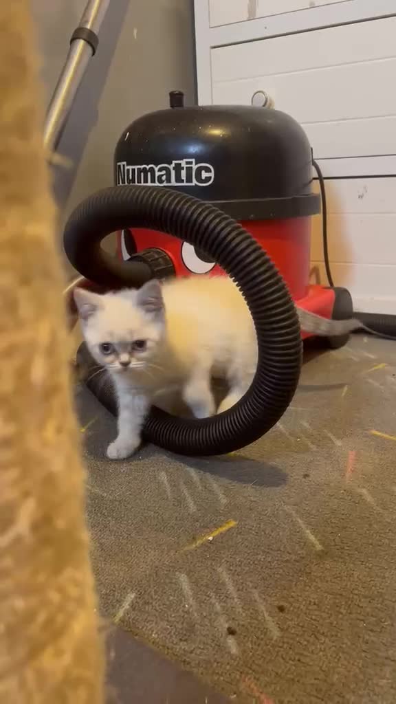 Mixed Breed cats for sale: LAST GIRL LEFT 4 BRITISH SHORTHAIR X KITTENS 🩵🩷 - Video 1
