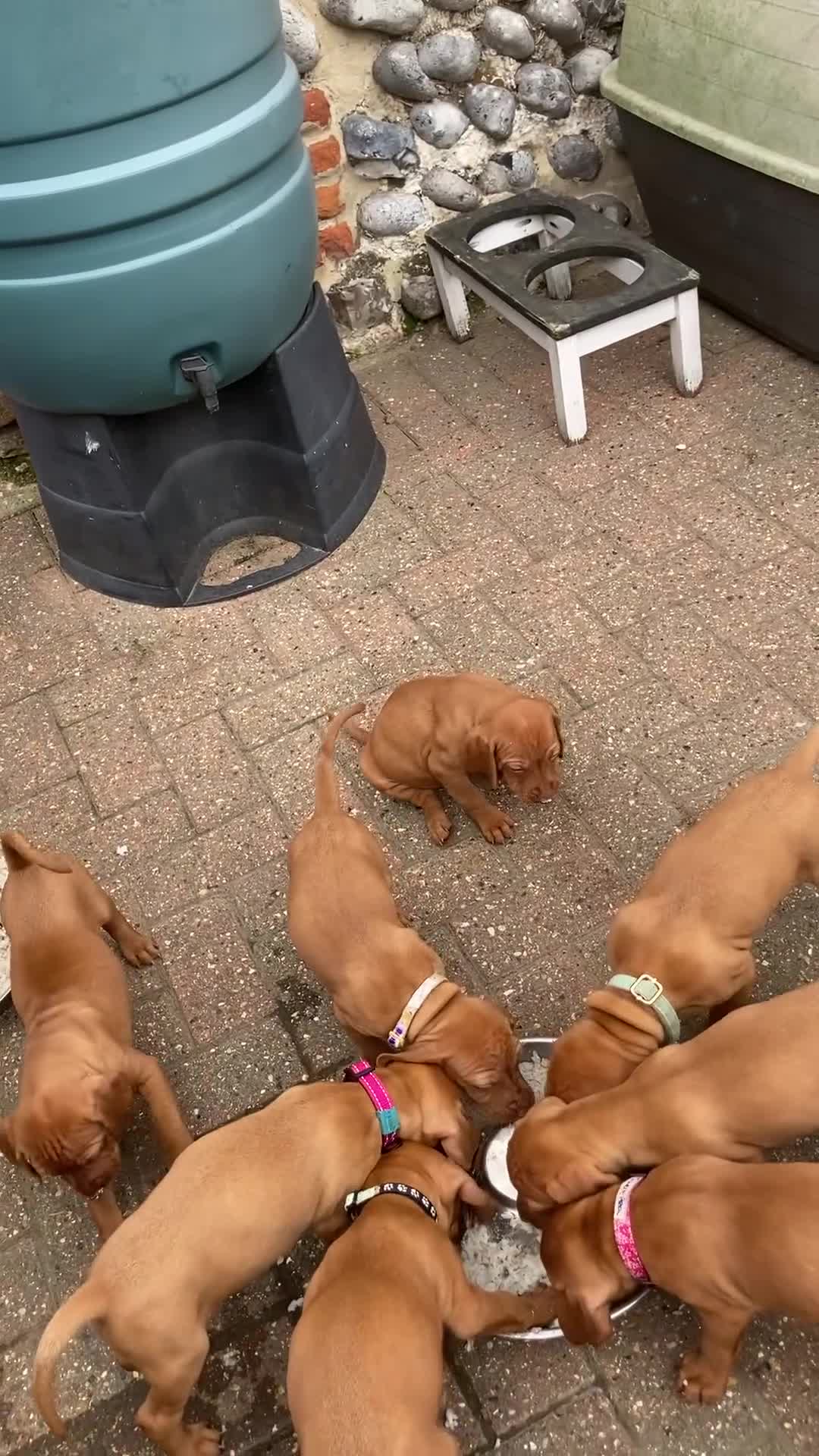 Hungarian Vizsla dogs for sale: Smooth haired Hungarian Vizsla puppies  - Video 1
