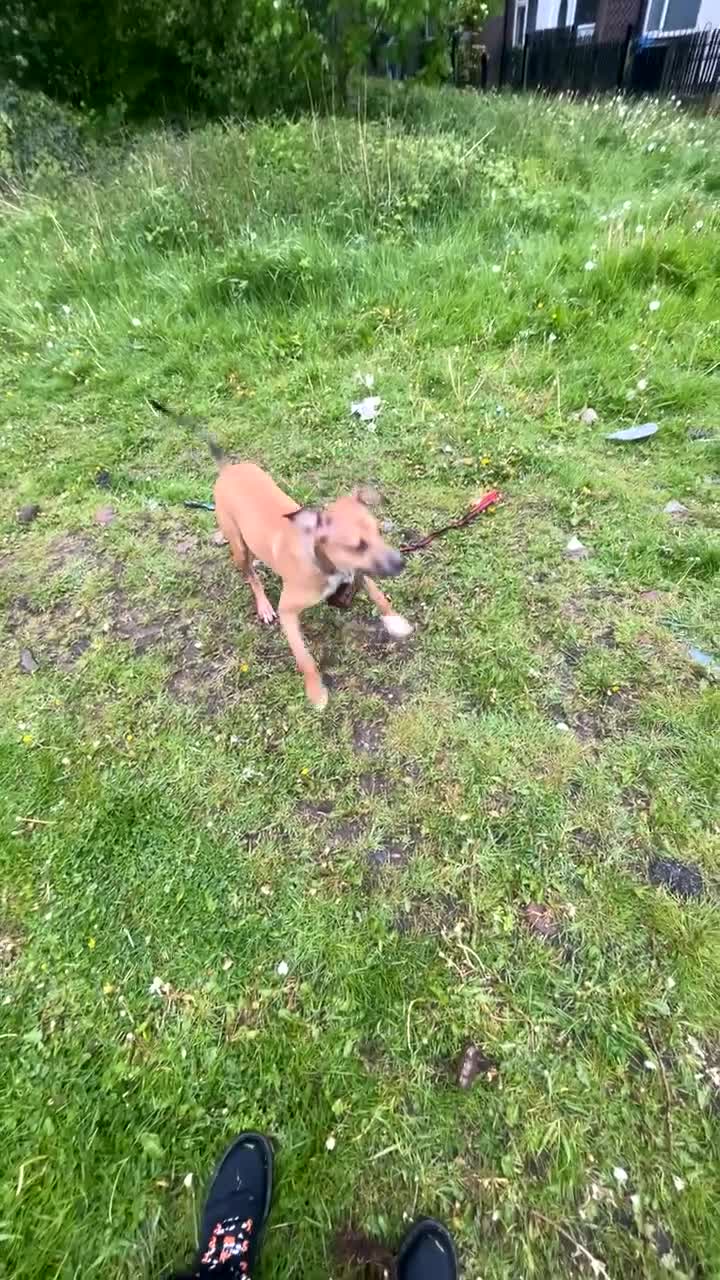 Mixed Breed dogs for sale: Greyhound cross lurcher  in Oldham - Video 5