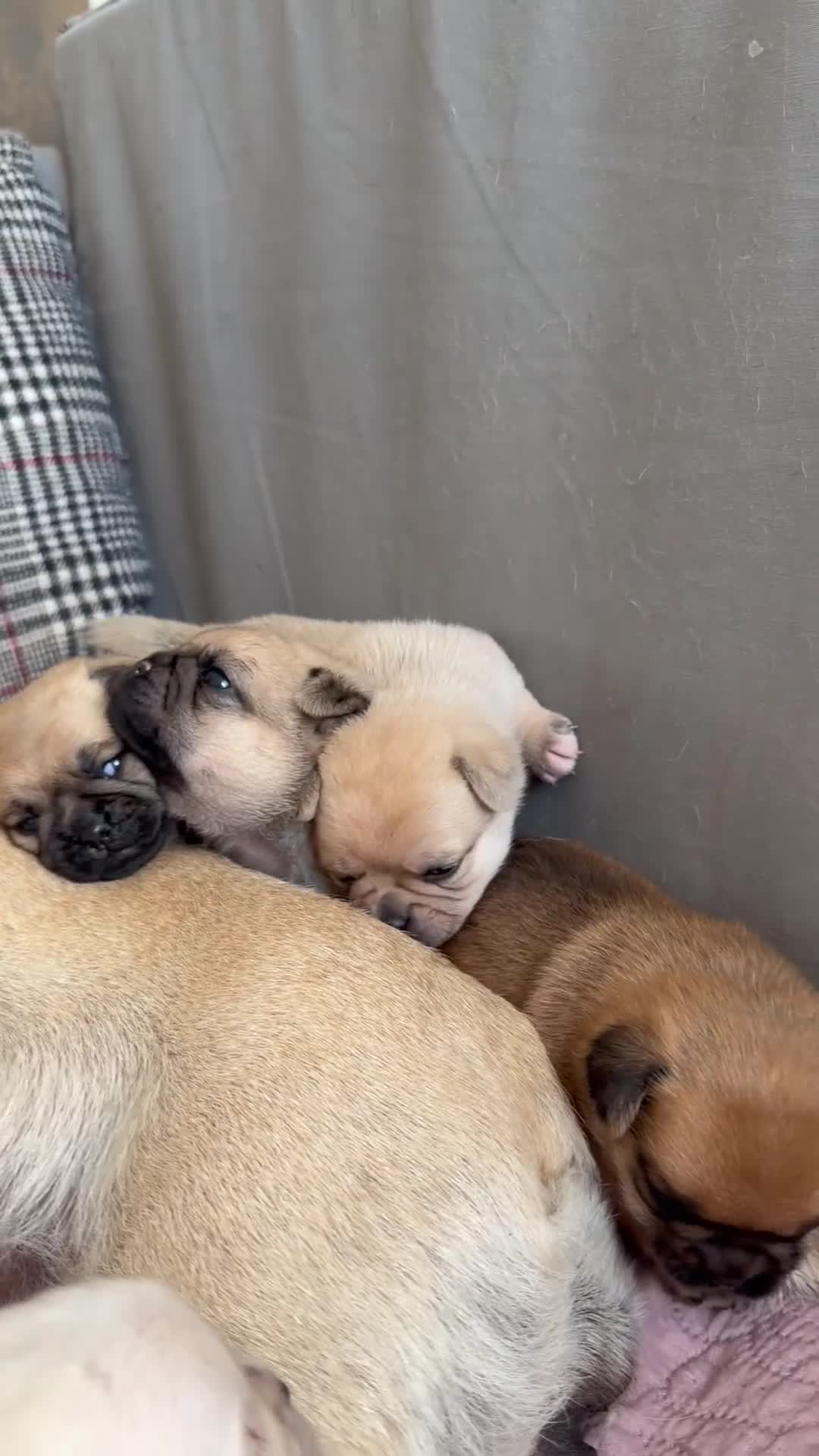 Mixed Breed dogs for sale: Adorable Pug x Pomeranian Puppies  - Video 4