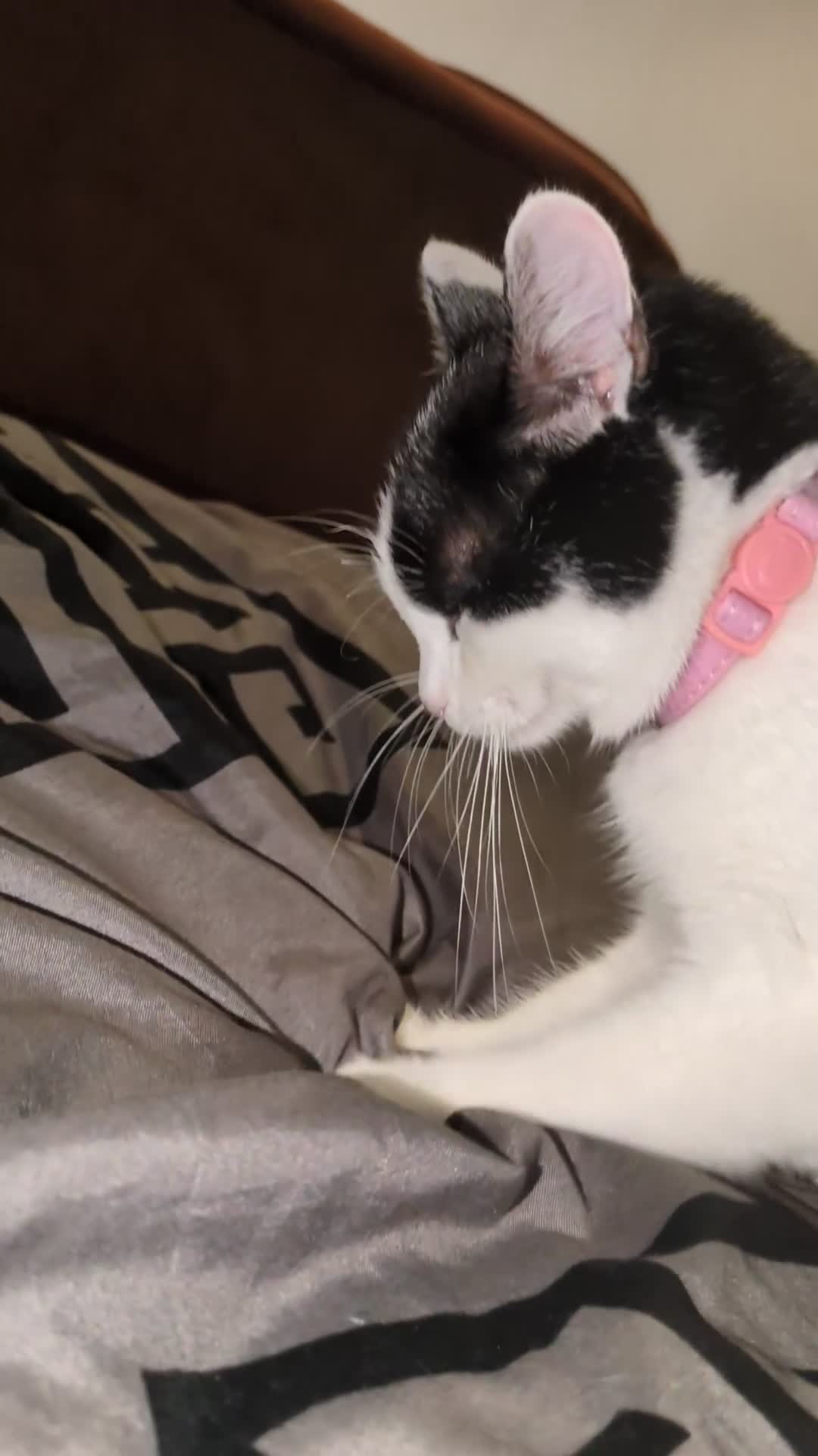Mixed Breed cats for sale: Young Female Looking For Forever  - Video 1
