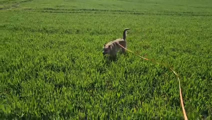 Mixed Breed dogs for adoption: 💙🐶 CACTUS (YANIK) – THE DOG WHO WINS EVERY HEART in Canterbury - Video 1