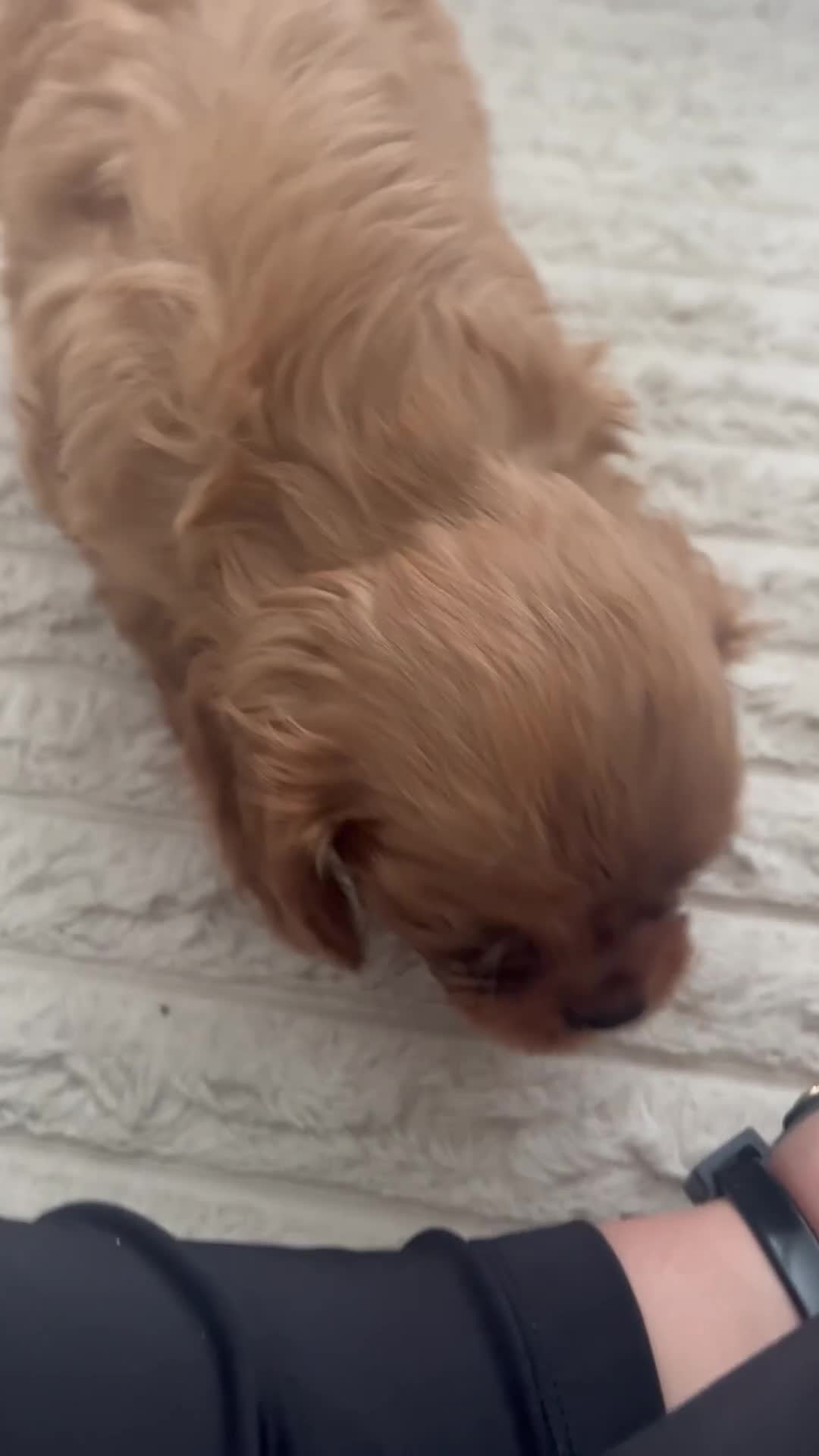 Cavalier King Charles Spaniel dogs for sale: Kc reg ruby cavalier boy available  - Video 1