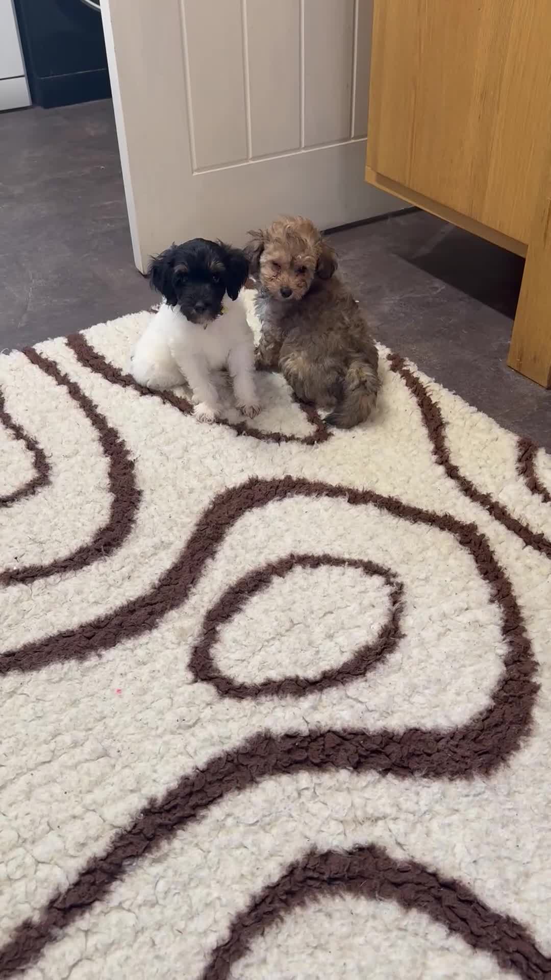 Chipoo dogs for sale: Rare Phantom Toy poodle in Farnborough - Video 1