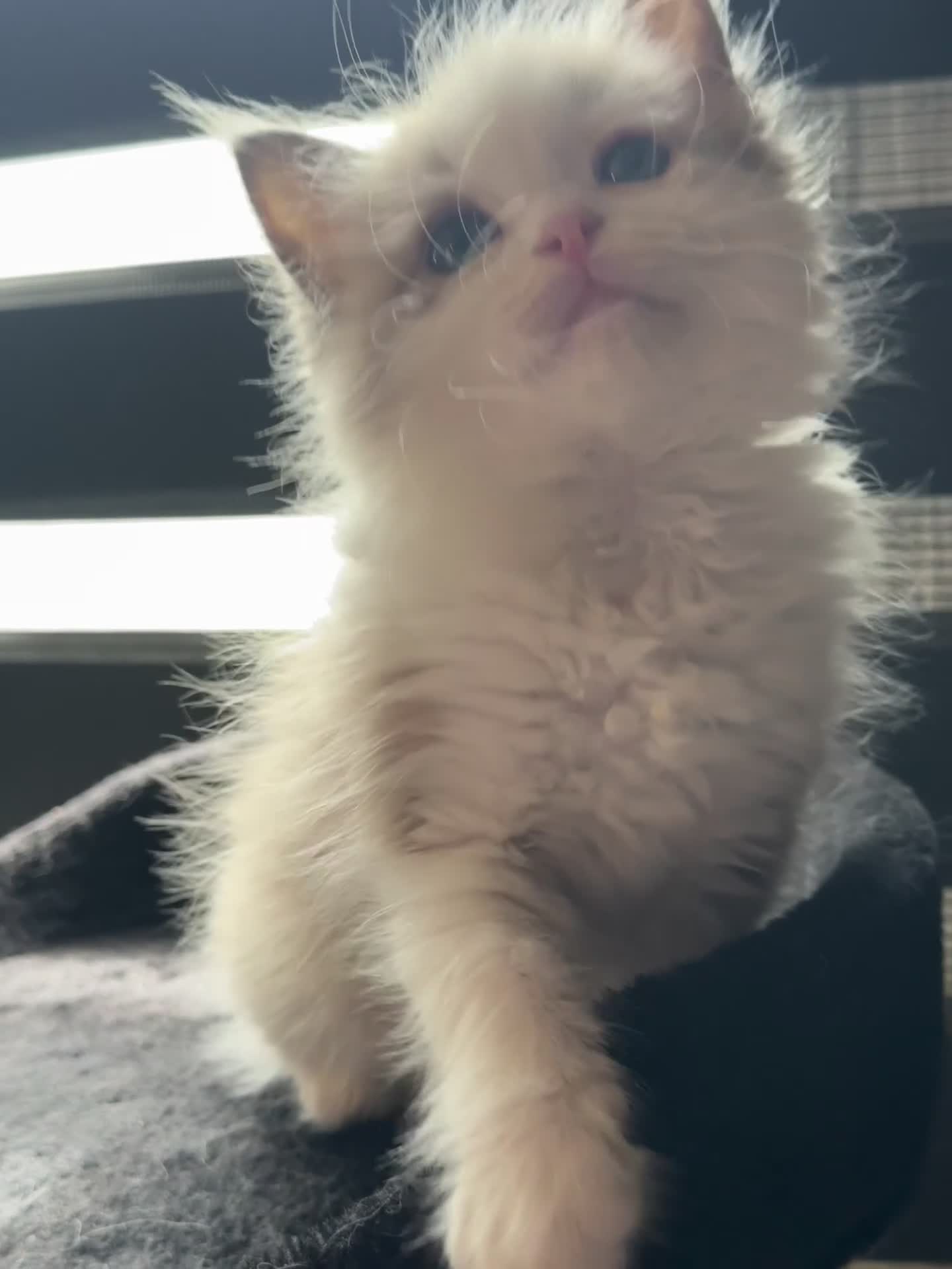 Ragdoll cats for sale: Cherubim ragdoll  - Video 1