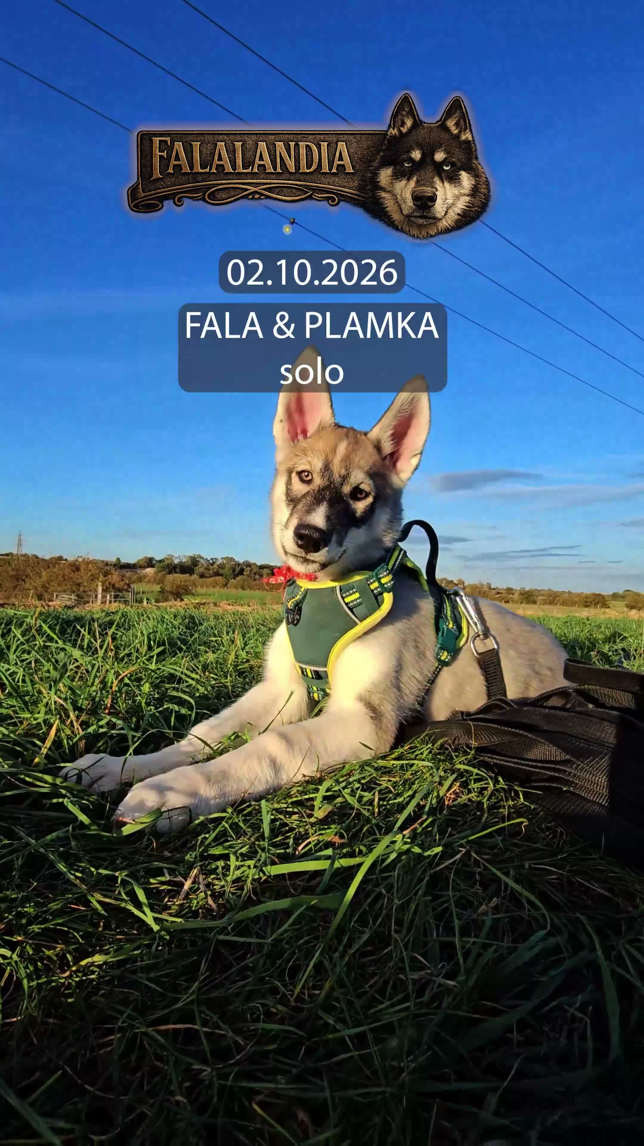 Siberian Husky dogs for sale: Siberian Husky Boys – Home Raised & Loved - Video 1