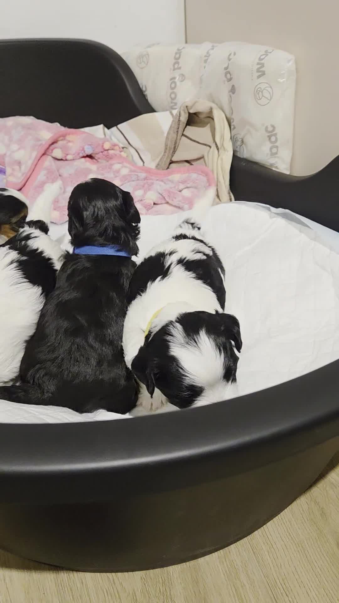 Biewer Terrier dogs for sale: Biewer Yorkshire Terrier  - Video 2