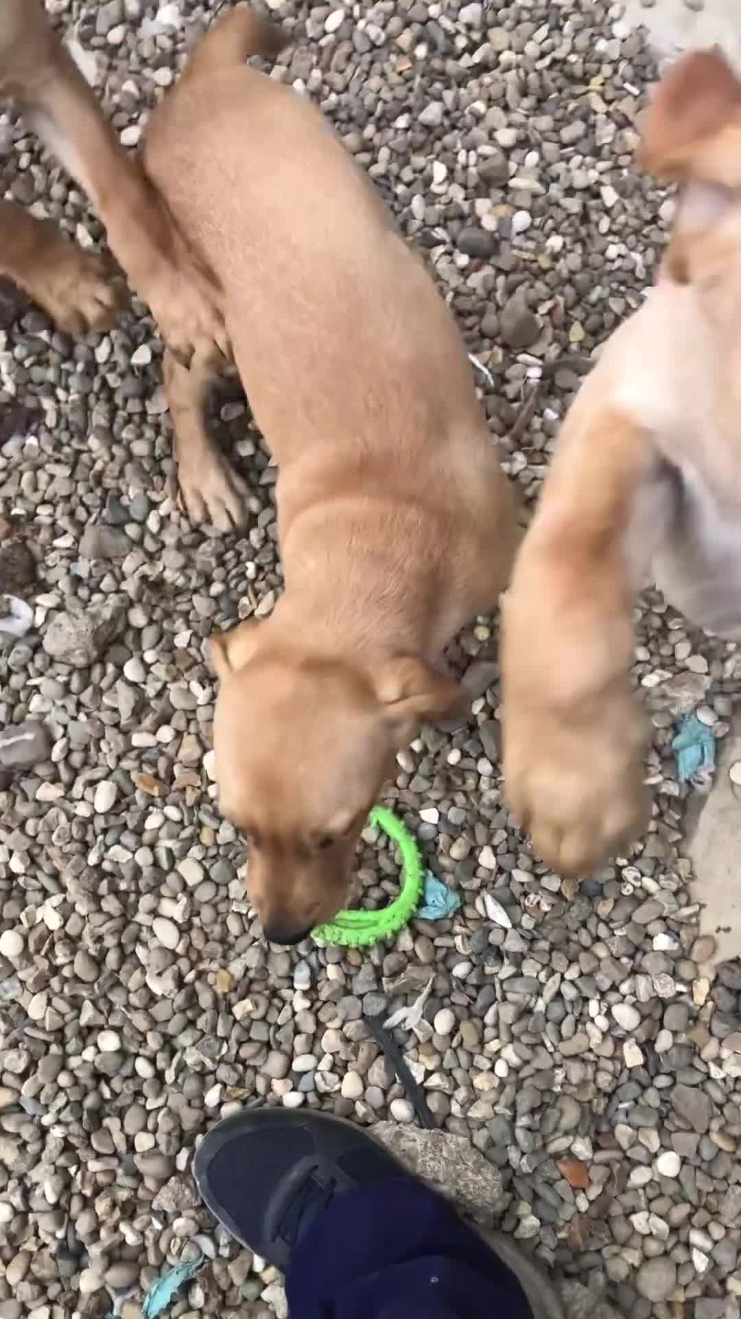 Labrador Retriever dogs for sale: beautiful Labrador girls for sale - Video 1