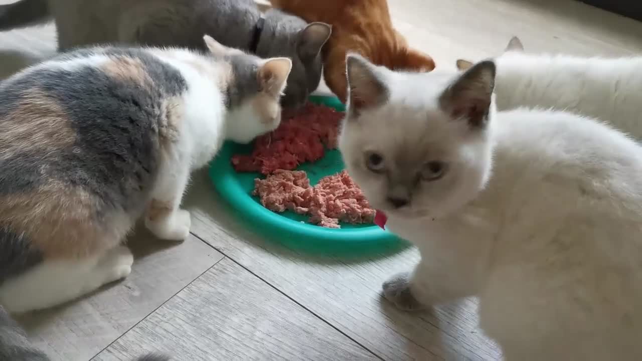 British Shorthair cats for sale: Stunning pedigree British Shorthair kittens - Video 3