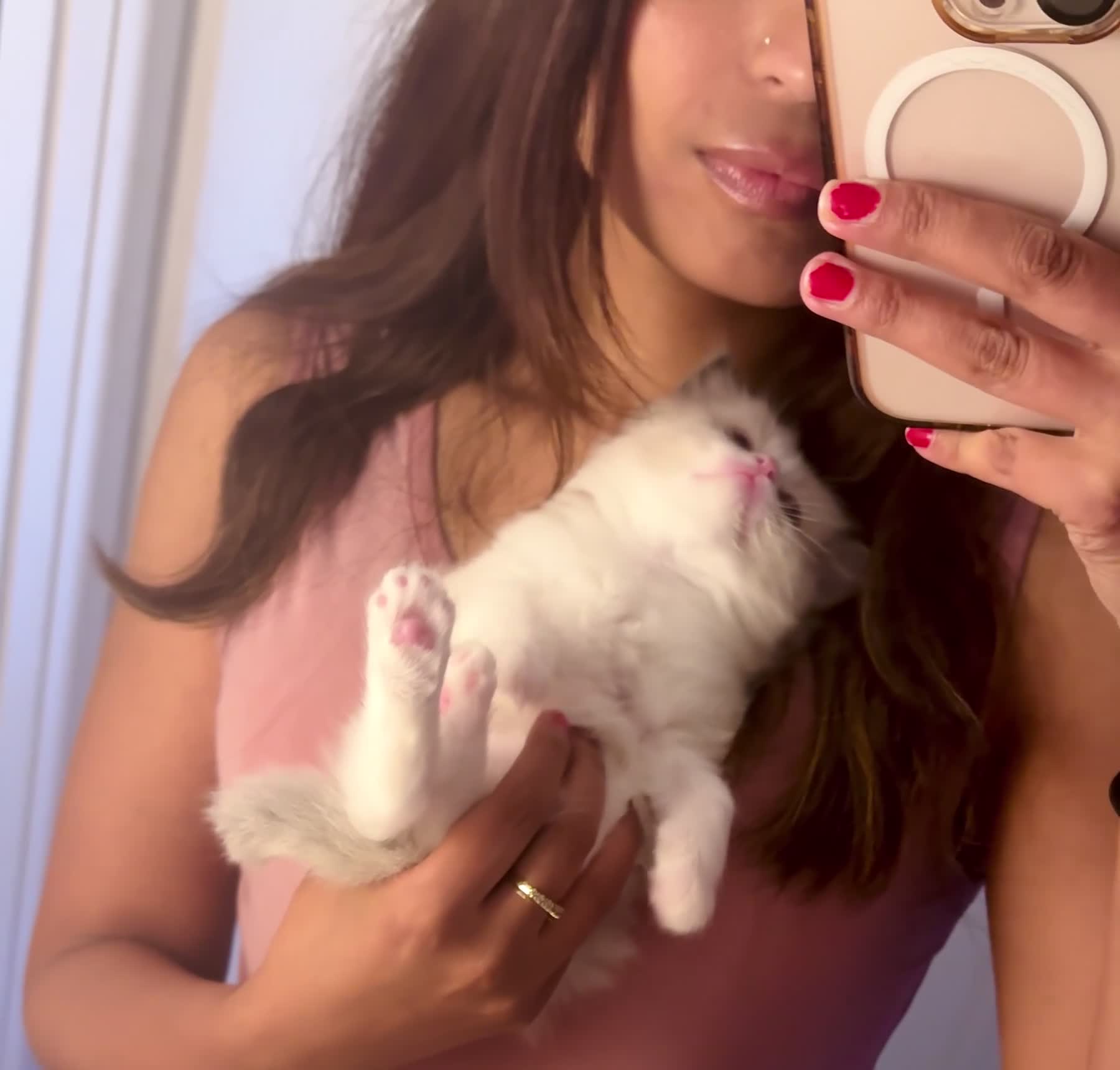 Ragdoll cats for sale: Female Bi-colour Ragdoll in Bracknell - Video 4