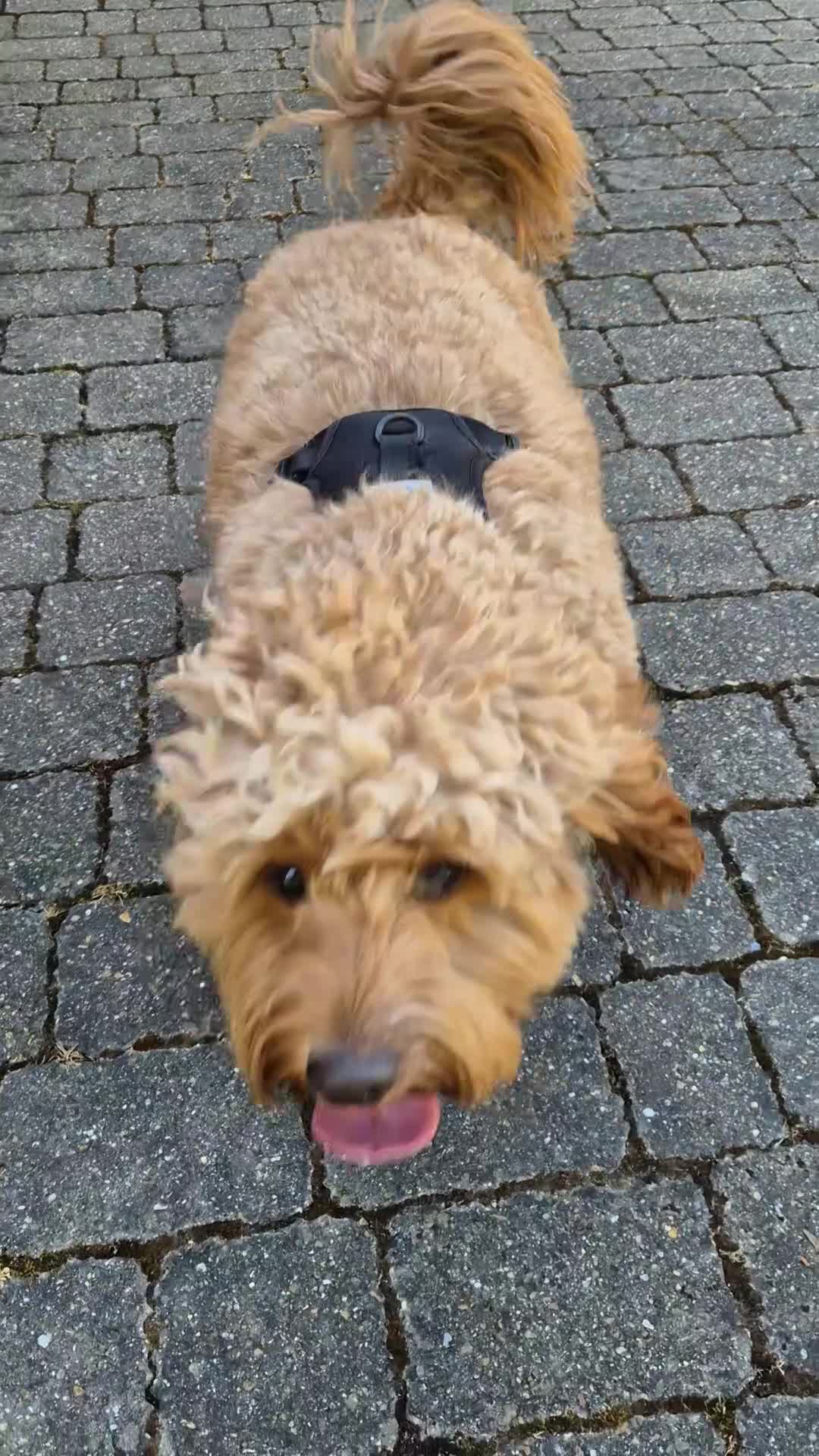 Cockapoo dogs for stud: Cockapoo F1 for stud - Video 1