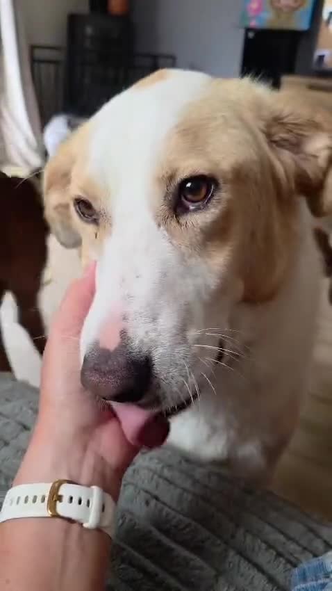 Mixed Breed dogs for adoption: 💙 Asher is Looking for love 🩵 🐾 - Video 1
