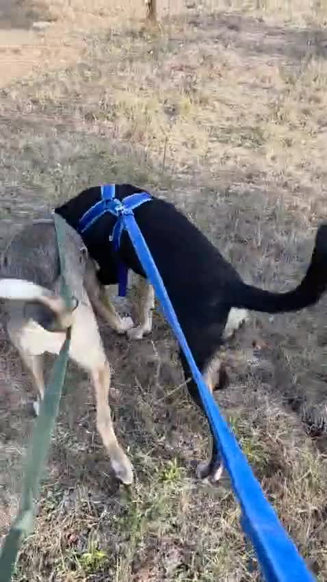 Mixed Breed dogs for adoption: 🐾 RONA -  a Lovely Girl, for a Loving Home🐾 - Video 1