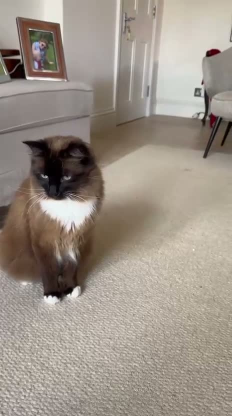 Burmese cats for sale: Up for adoption  in London - Video 1