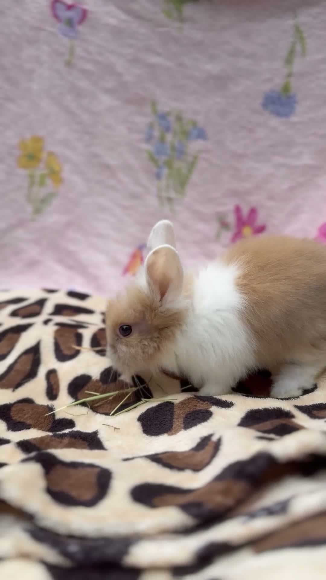Mini Lion Lop rabbits for sale: 🐰 Dutch x Lion Lop Babies – Ready to Reserve - Video 1