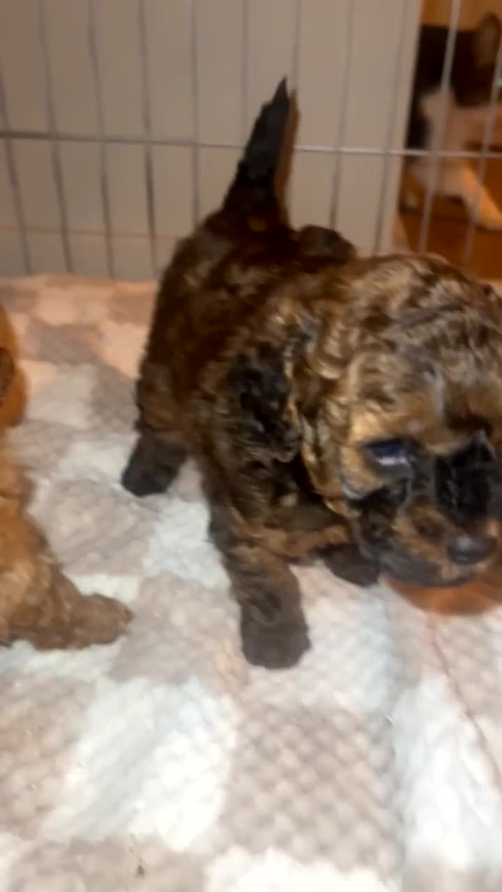 Poochon dogs for sale: X3 beautiful poochon males  - Video 3
