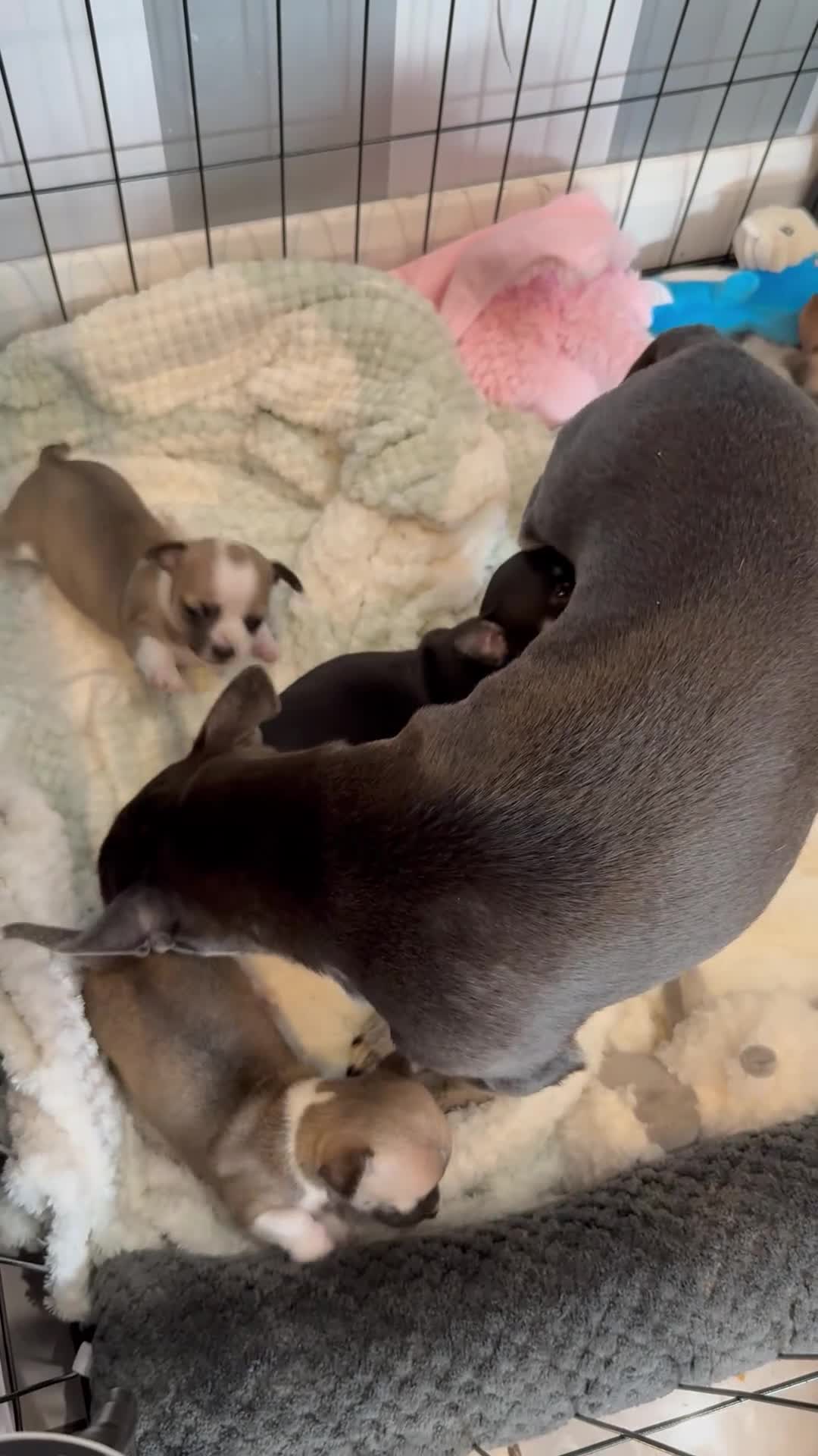 Chihuahua dogs for sale: Smooth Coat Chihuahua Puppies - Video 1