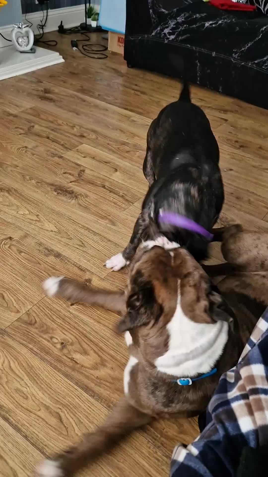 Mixed Breed dogs for sale: Female Staffy X Alapaha Blue Blood Bulldog Pups - Video 1