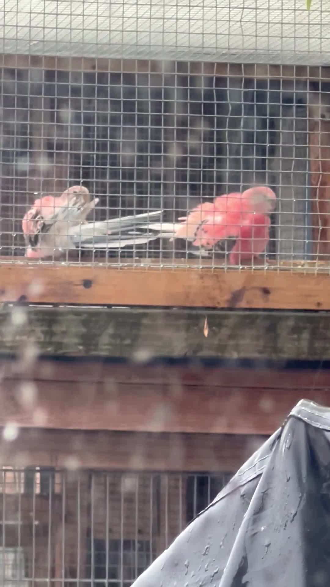 Mixed Breed birds for sale: Tame cocktails and breeding pair clearance  - Video 5