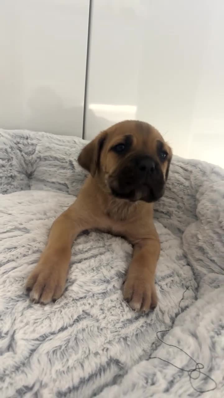 Cane Corso dogs for sale: Cane Corso Puppies 🐶  - Video 2