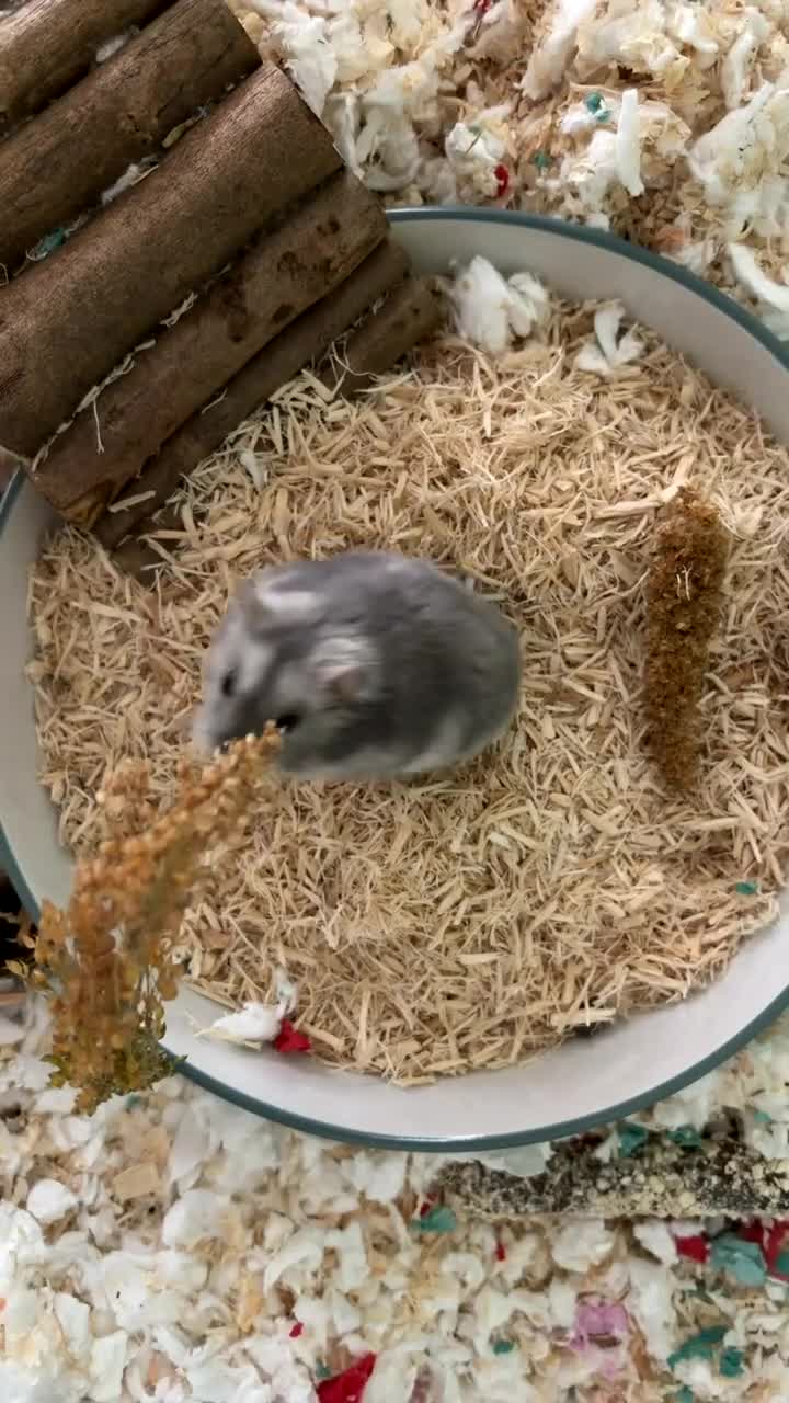 Hamster rodents for sale: Russian Dwarf Hamster Male - Video 1