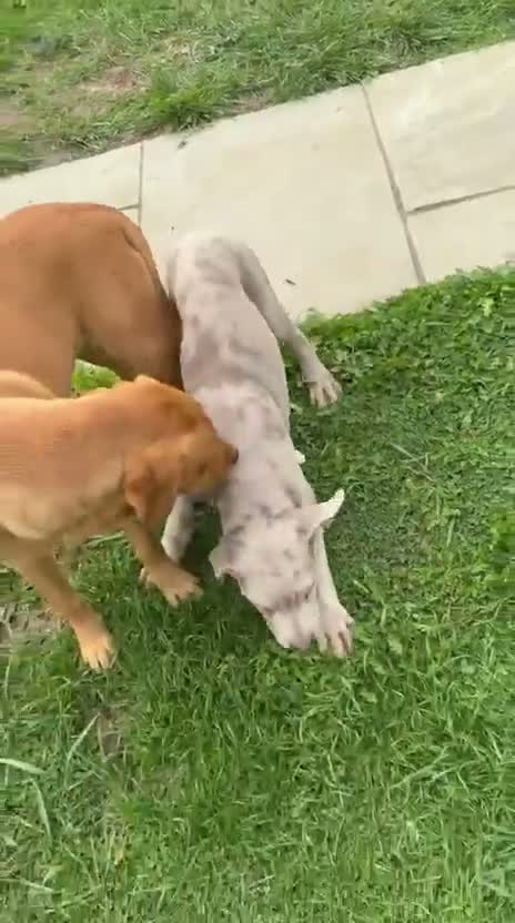 Cane Corso dogs for sale: Male cane corso puppy for sale - Video 3