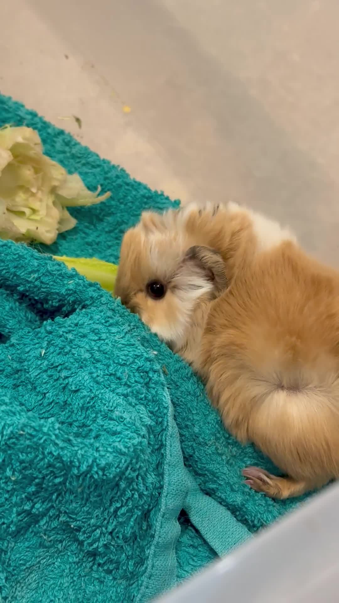 Guinea Pig rodents for sale: Peruvian Long hair cream Boars in Bristol - Video 3