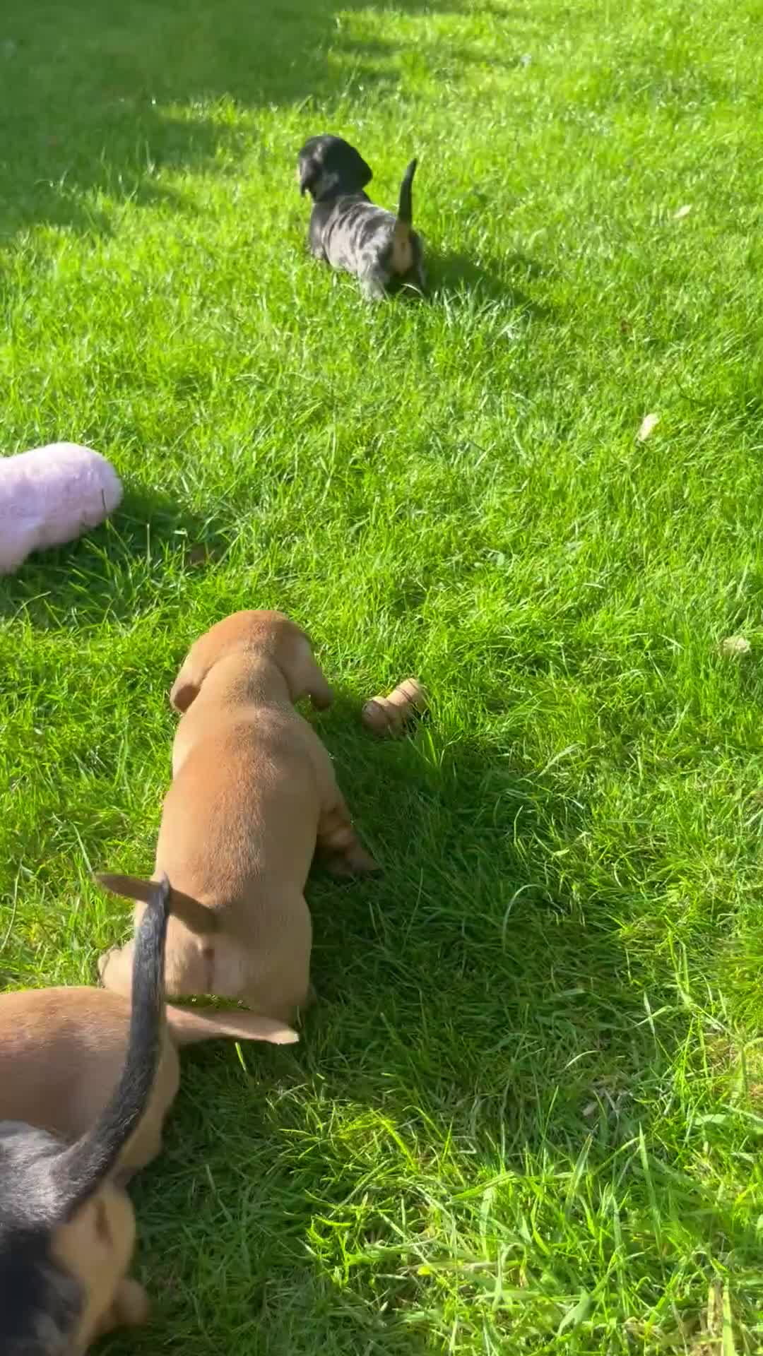 Dachshund dogs for sale: Mini dachshund puppies  - Video 1