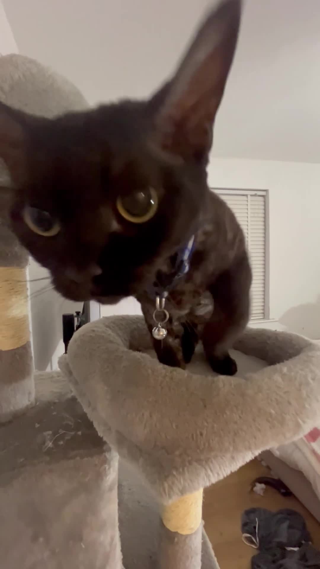 Devon Rex cats for sale: Devon Rex black smoke male 5 years  - Video 4