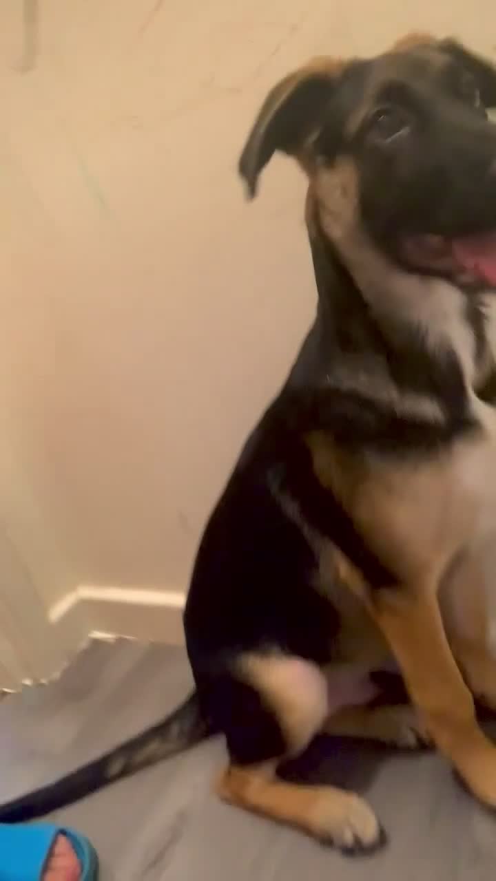 Mixed Breed dogs for sale: 5 month old GSD/akita mix  - Video 1