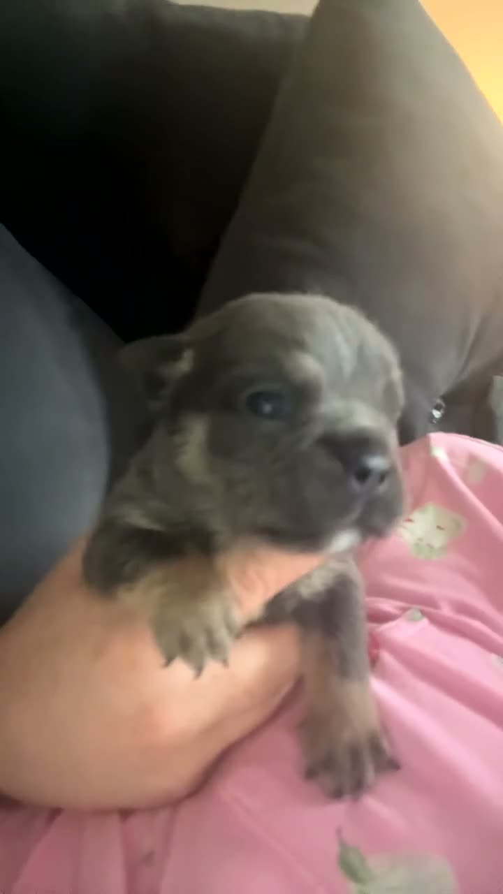 Olde English Bulldogge dogs for sale: OEB puppies for sale  - Video 2