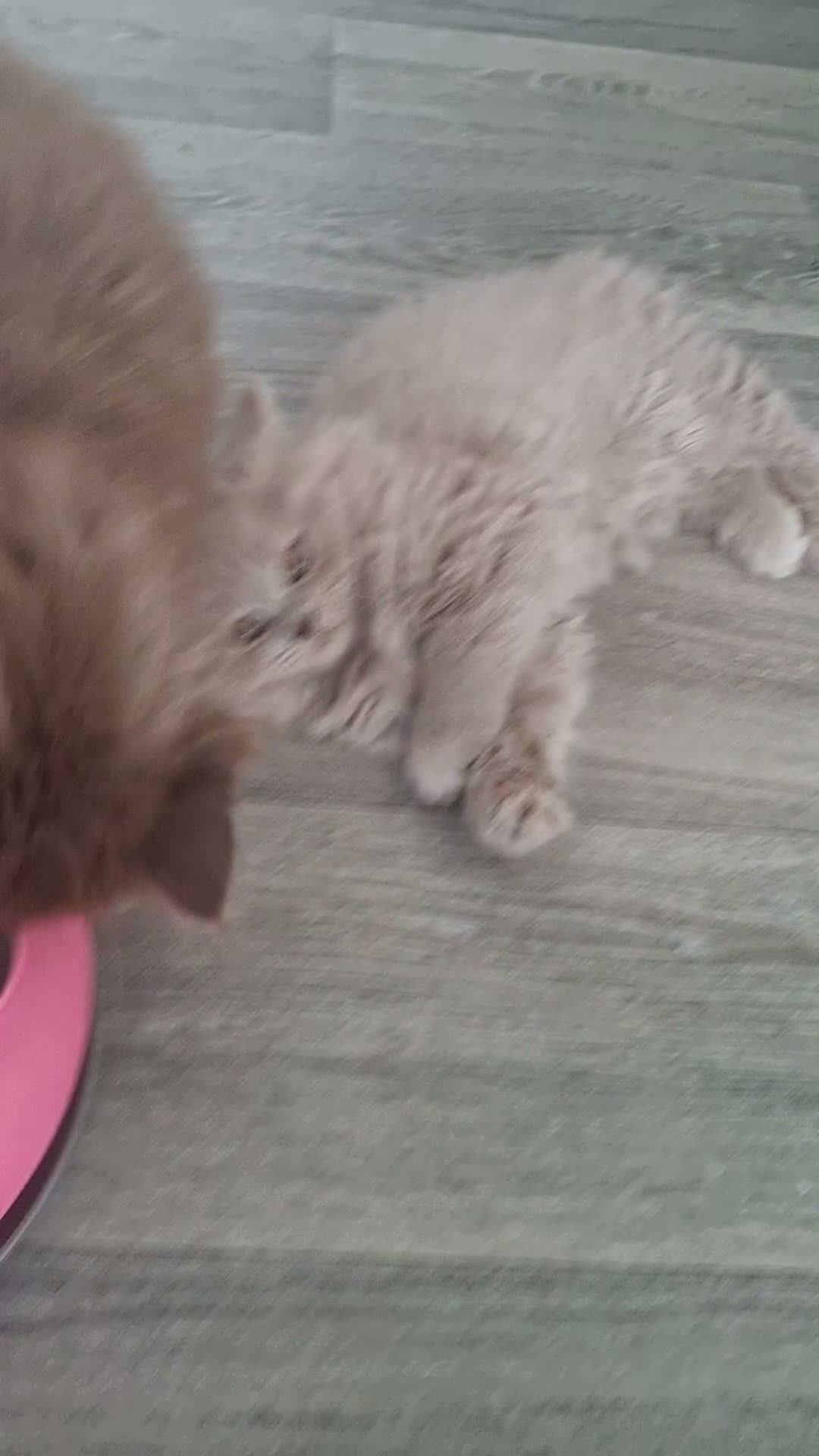British Longhair cats for sale: Two boy british long haired kittens - Video 2