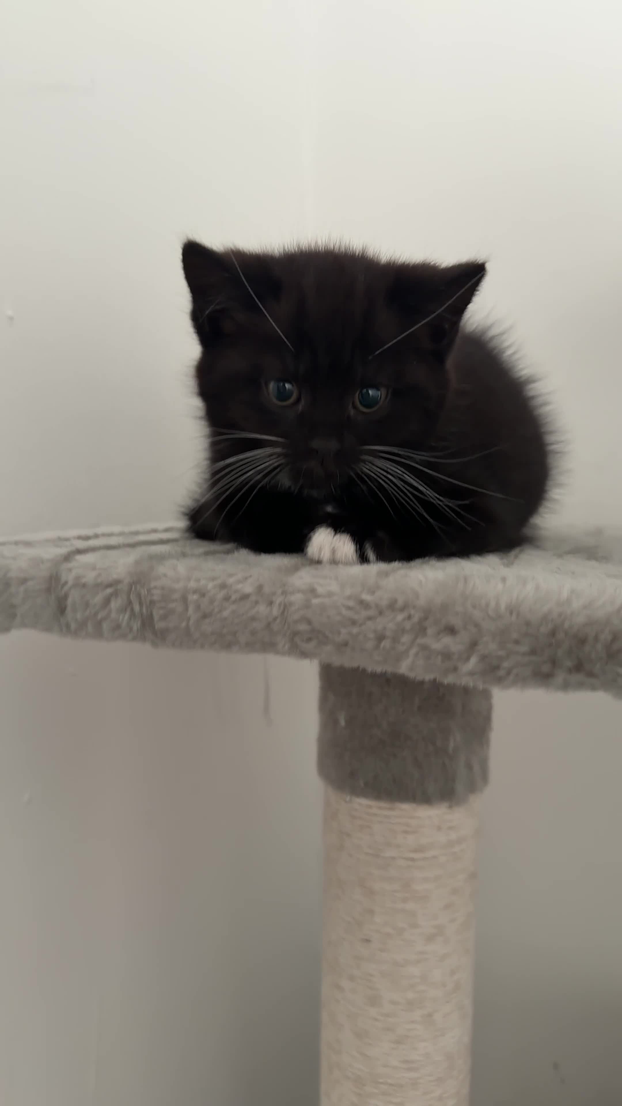 Mixed Breed cats for sale: Beautiful Tuxedo Girl Kitten - Video 2