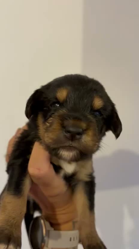 Mixed Breed dogs for sale: 🐾 Beautiful Colipoo Puppies – 4 Girls and 3 boys in Carmarthen - Video 2