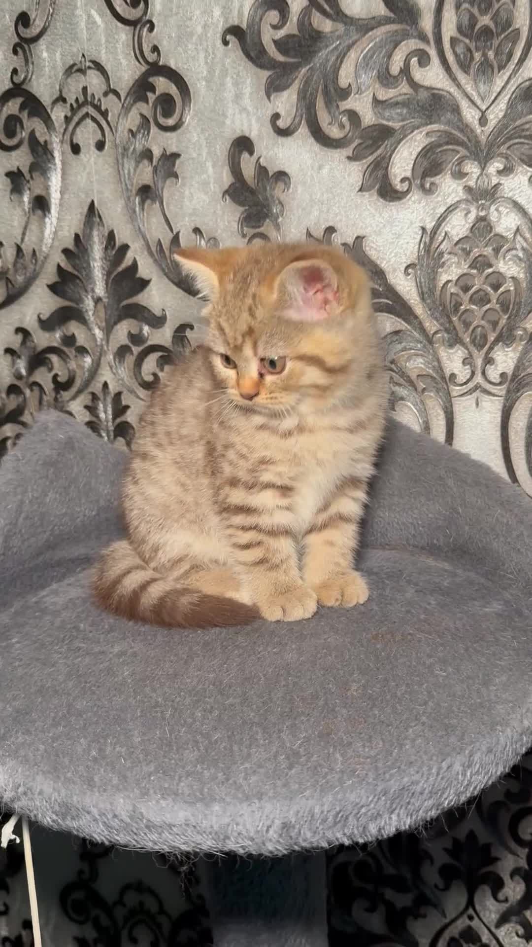 British Shorthair cats for sale: British shorthair kittens  - Video 2