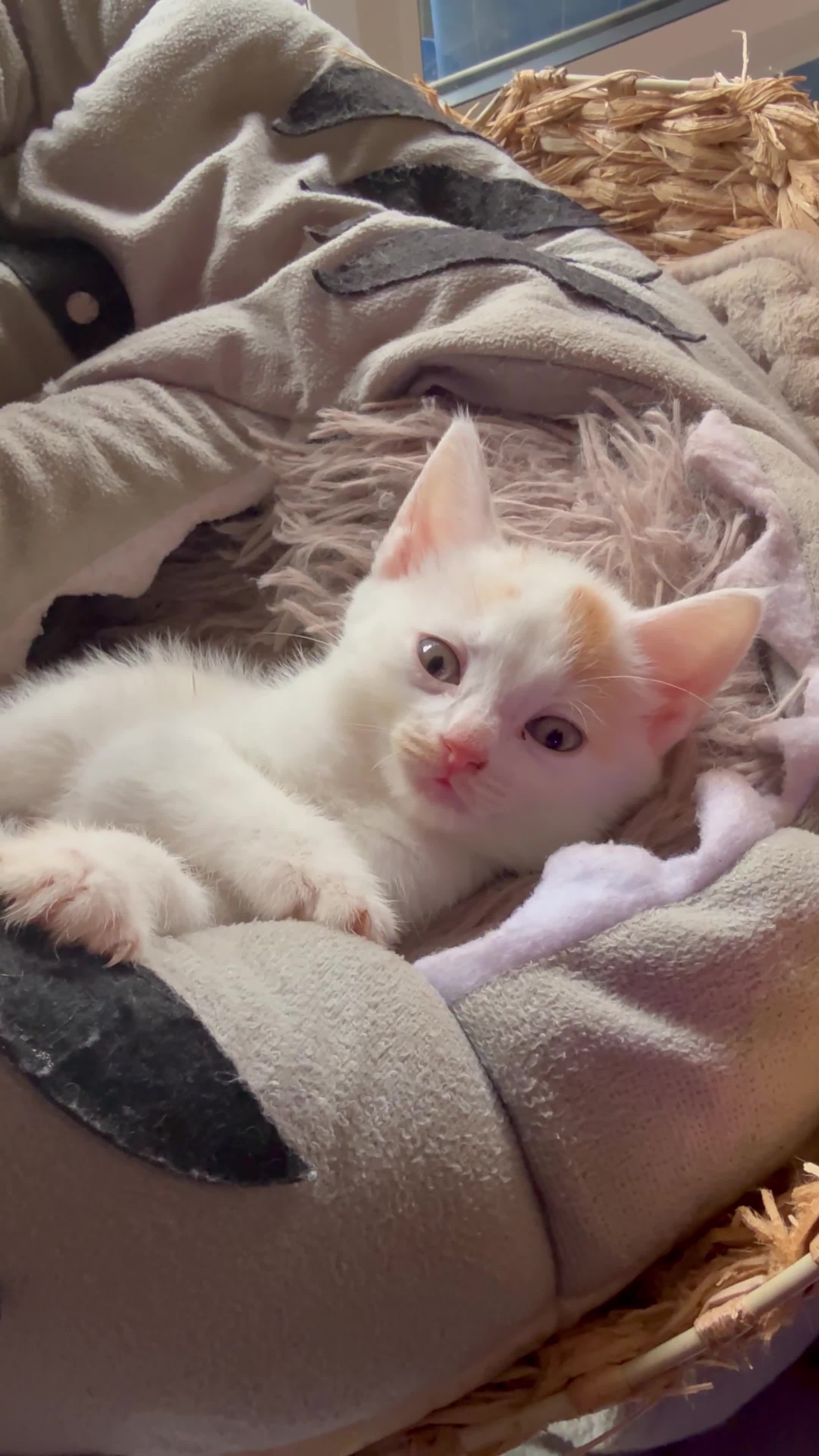 Mixed Breed cats for sale: Half Sphynx READY to Go 🩷 £200 - Video 2