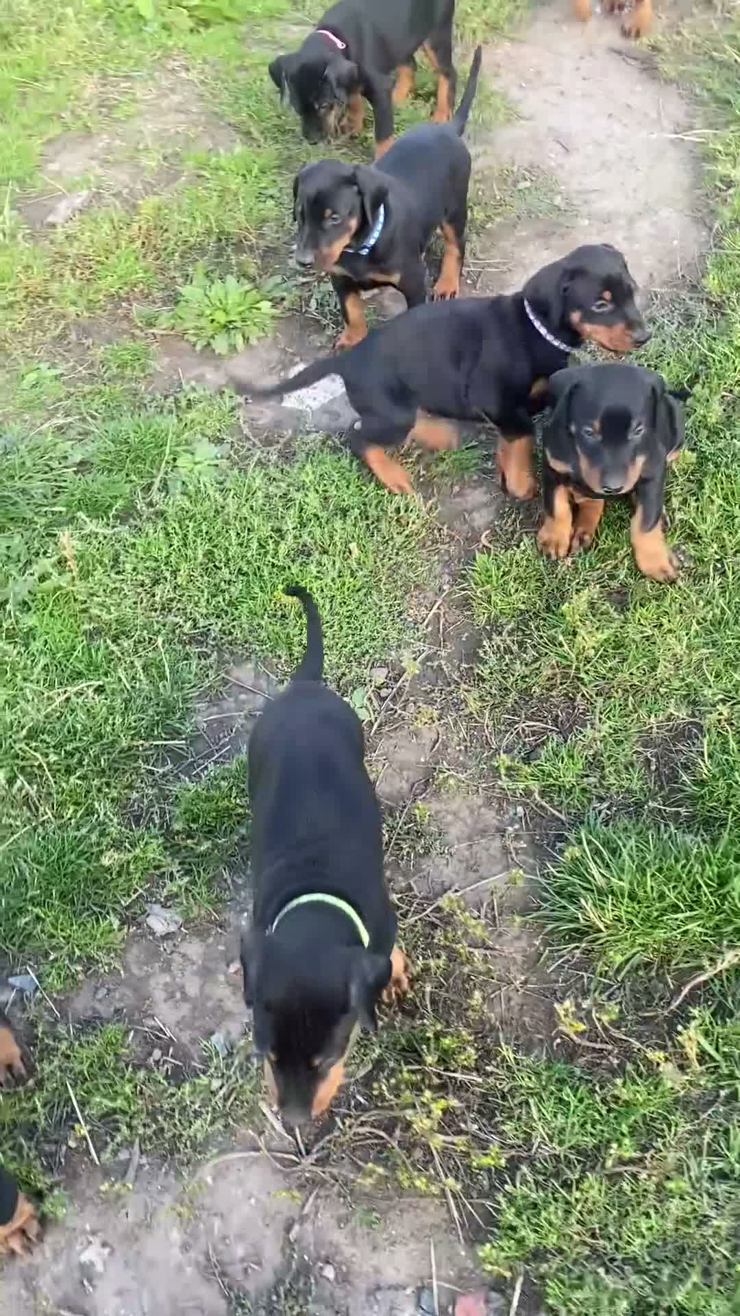 Dobermann dogs for sale: Dobermann pups - Video 1