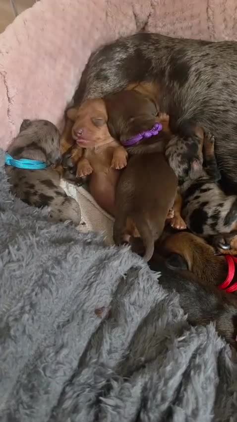 Miniature Dachshund dogs for sale: Mini dachshund puppies  in Dundee - Video 1