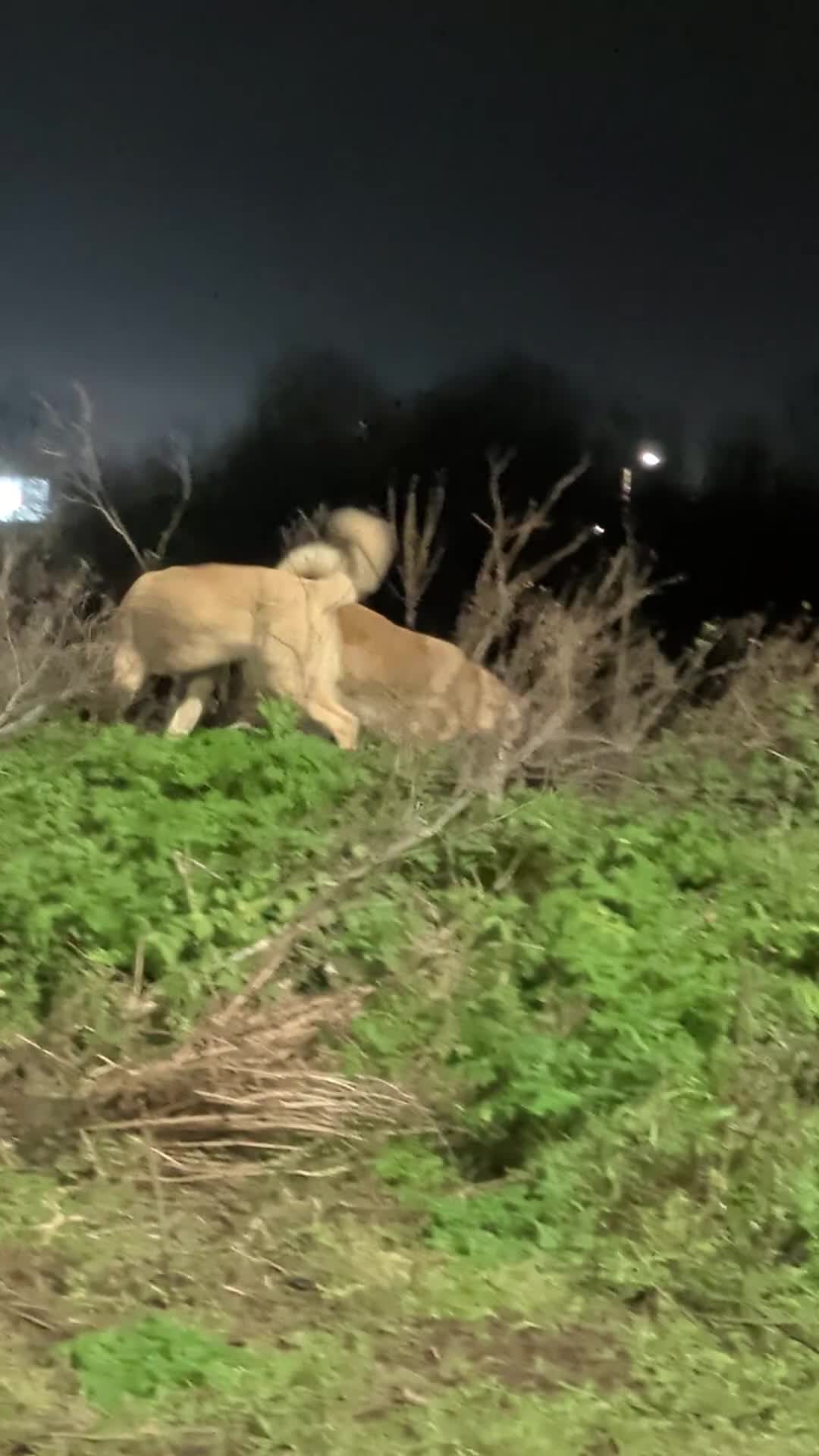 Mixed Breed dogs for sale: Akita mix - Video 1