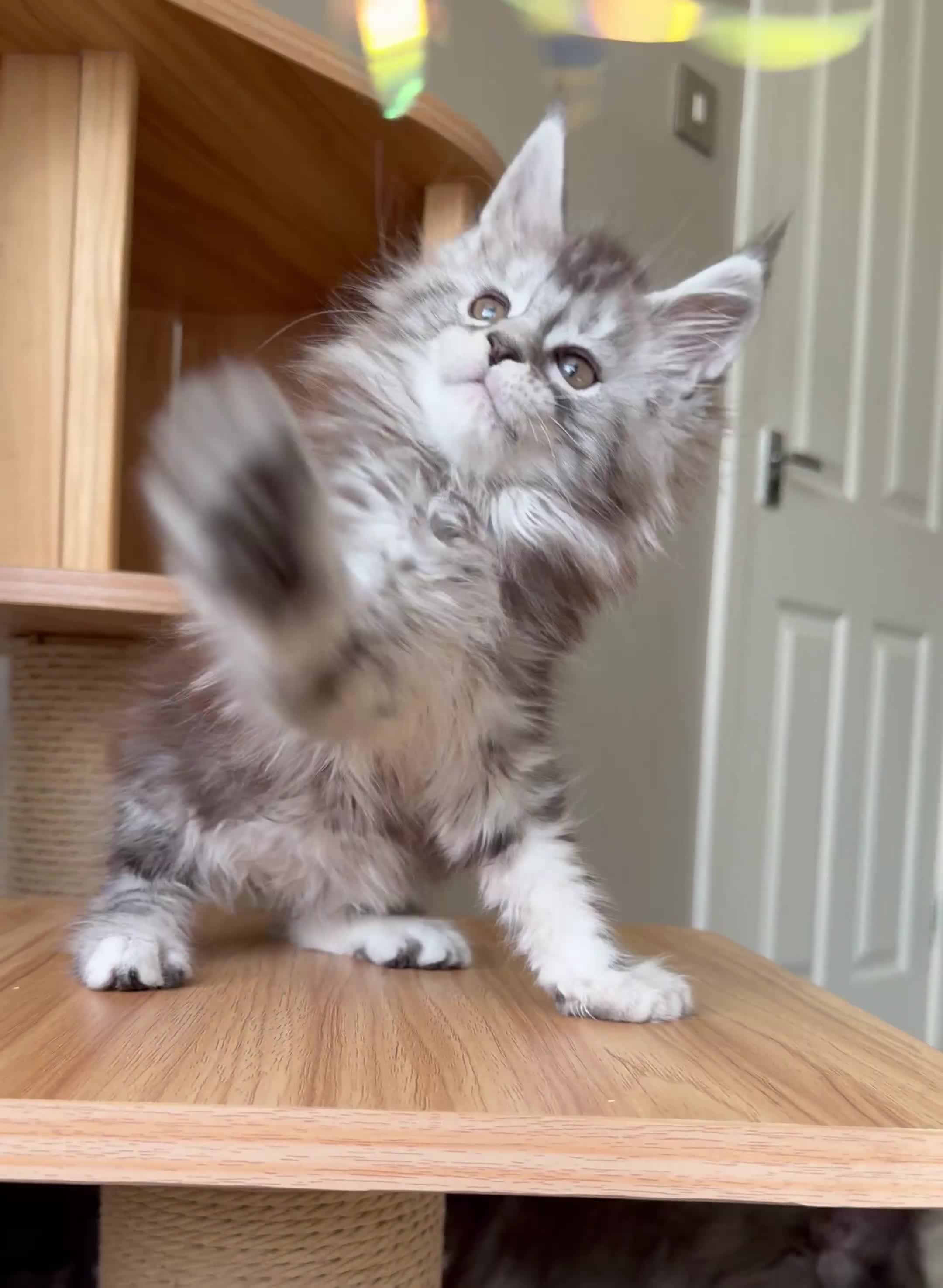 Maine Coon cats for sale: OUTSTANDING KITTENS! TICA Pedigree/Healthy/Vacc' - Video 4
