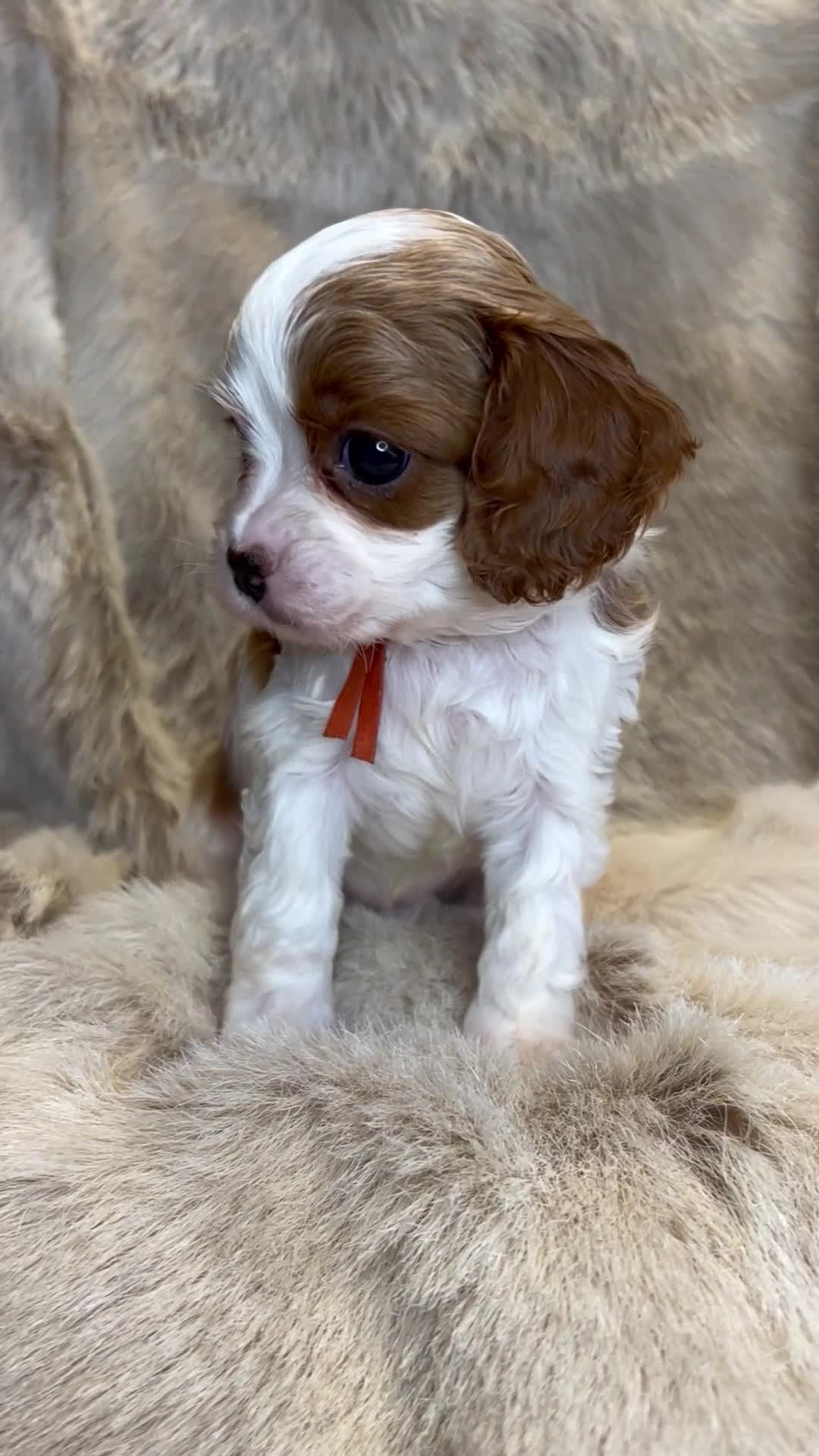 Cavapoo dogs for sale: 5 ⭐️ LICENSED BREEDER HEALTH TESTED F1 CAVAPOOS - Video 2