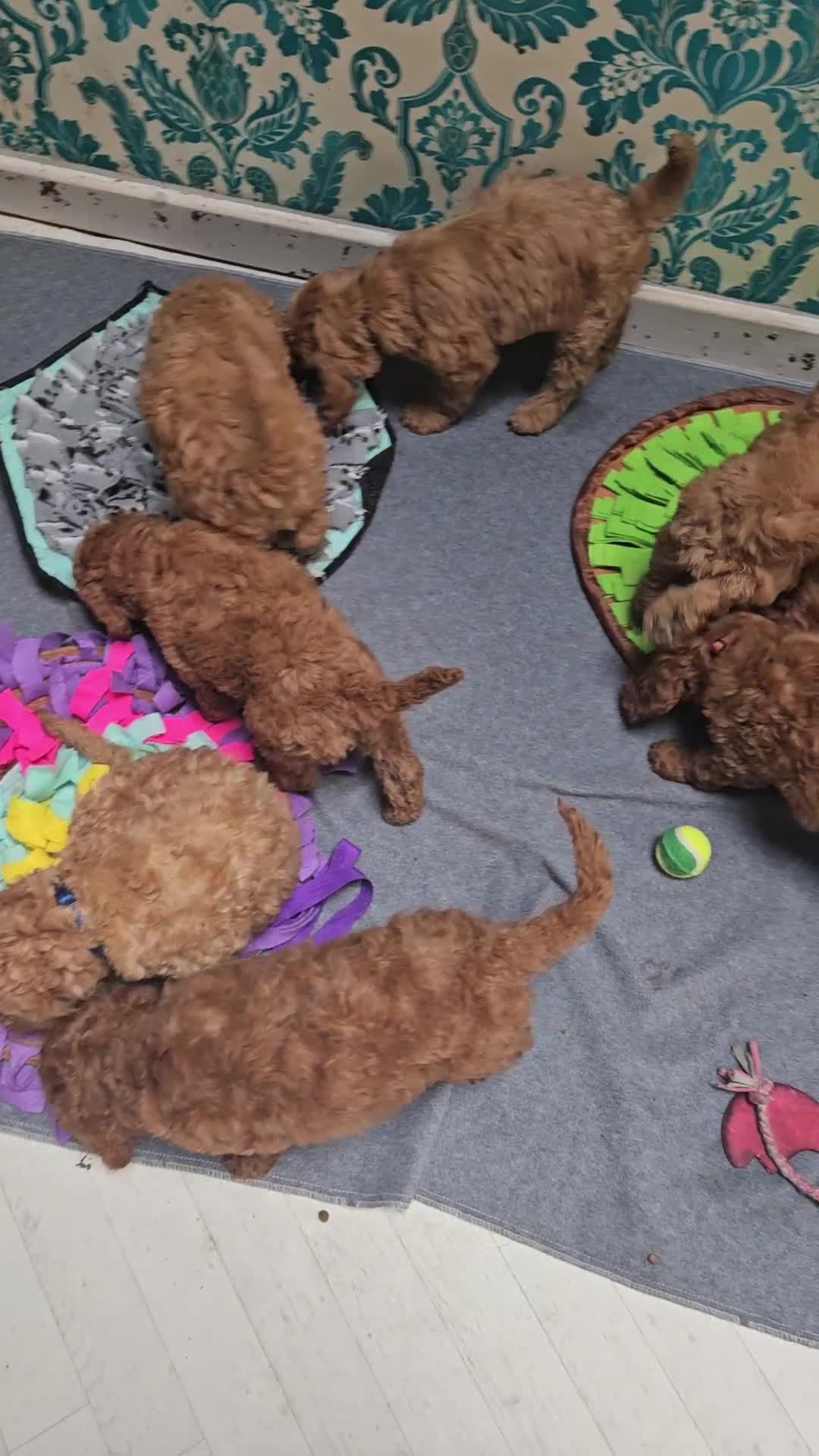 Mixed Breed dogs for sale: FULLY HEALTH TESTED FOX RED MINIATURE COCKAPOOS  - Video 1