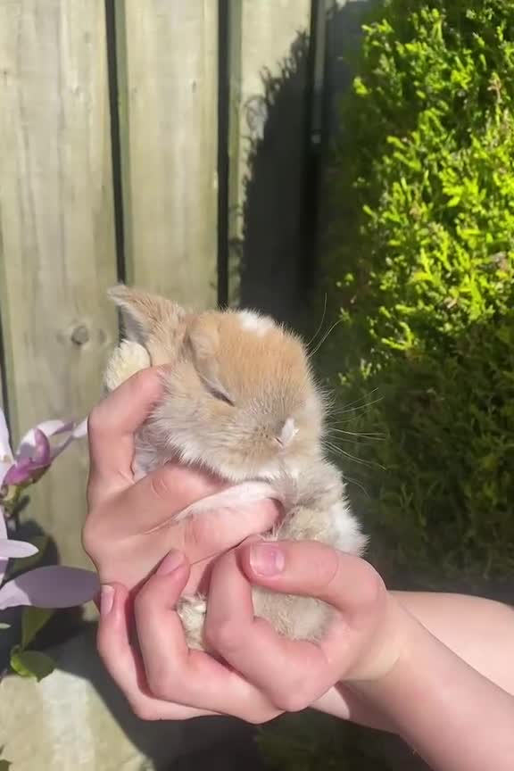 Mini Lop rabbits for sale: Mini Lops  - Video 2