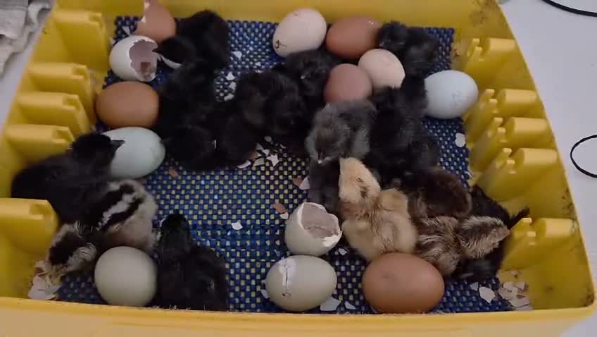 Chickens poultry for sale: Newborn chicks for sale in London  in Northolt - Video 1