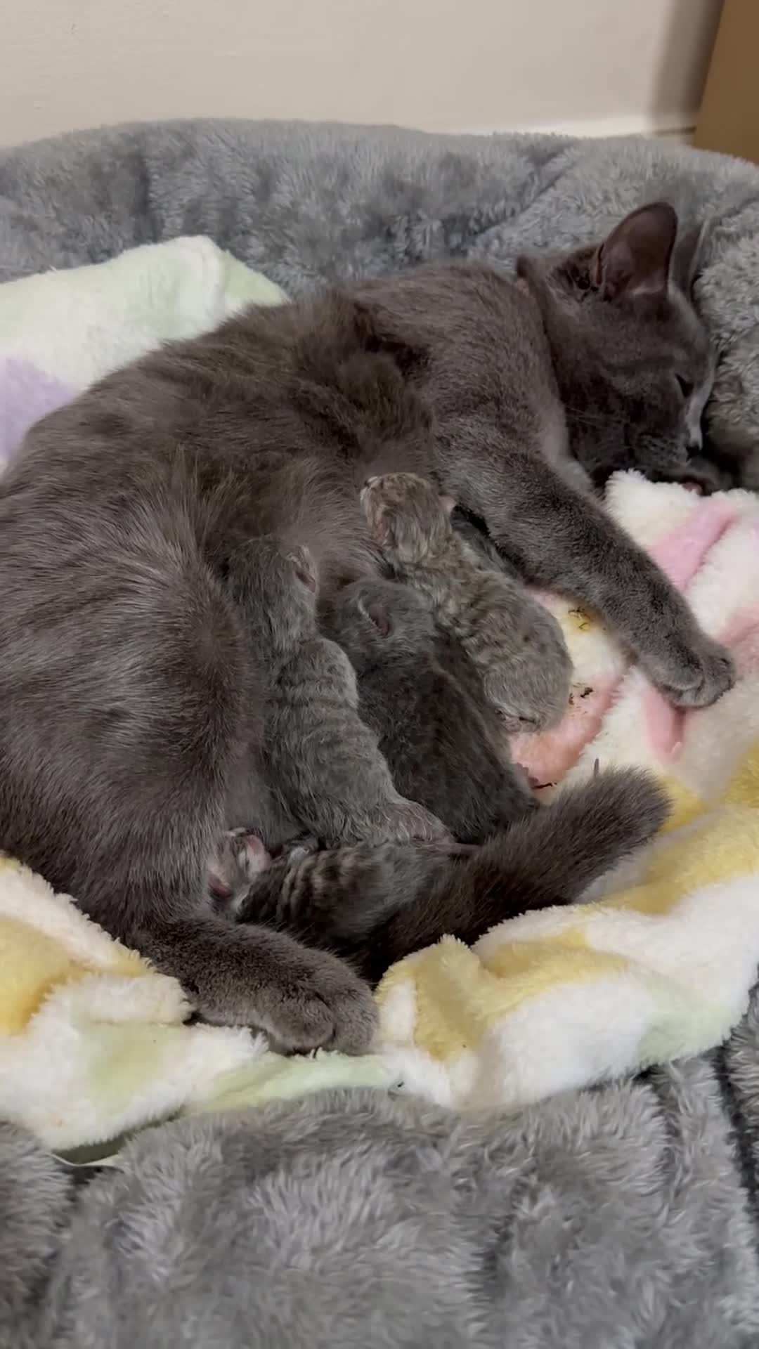 British Shorthair cats for sale: Kitten pure British short hair - Video 1